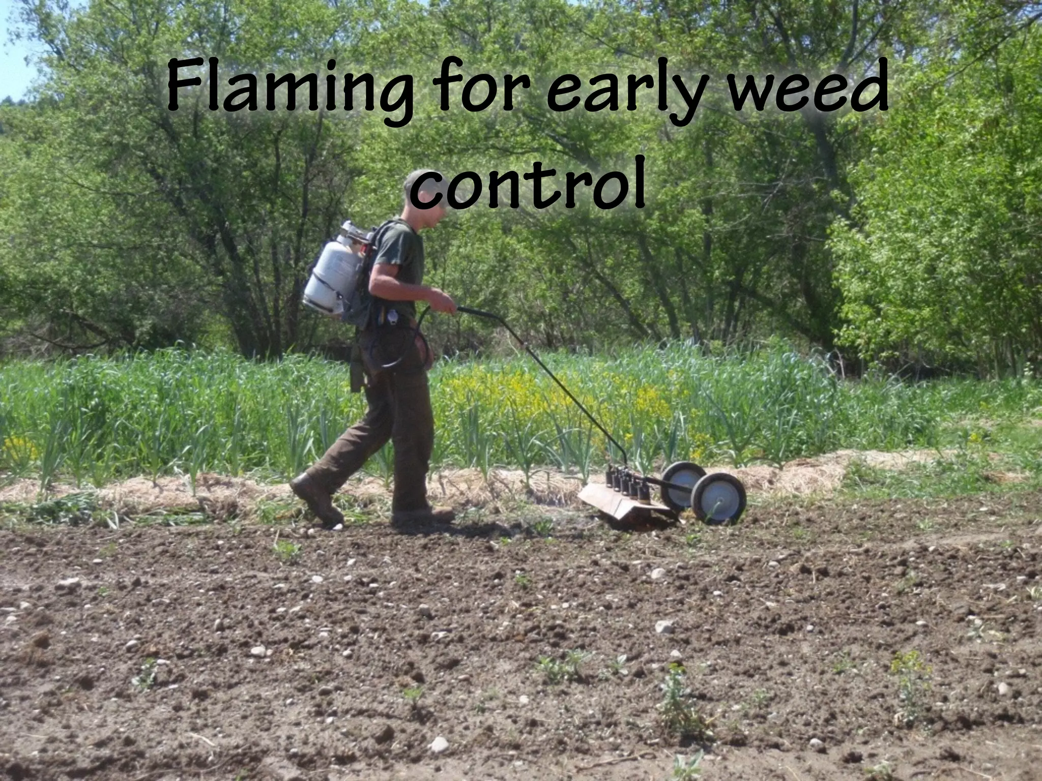 Flaming for early weed
control
 