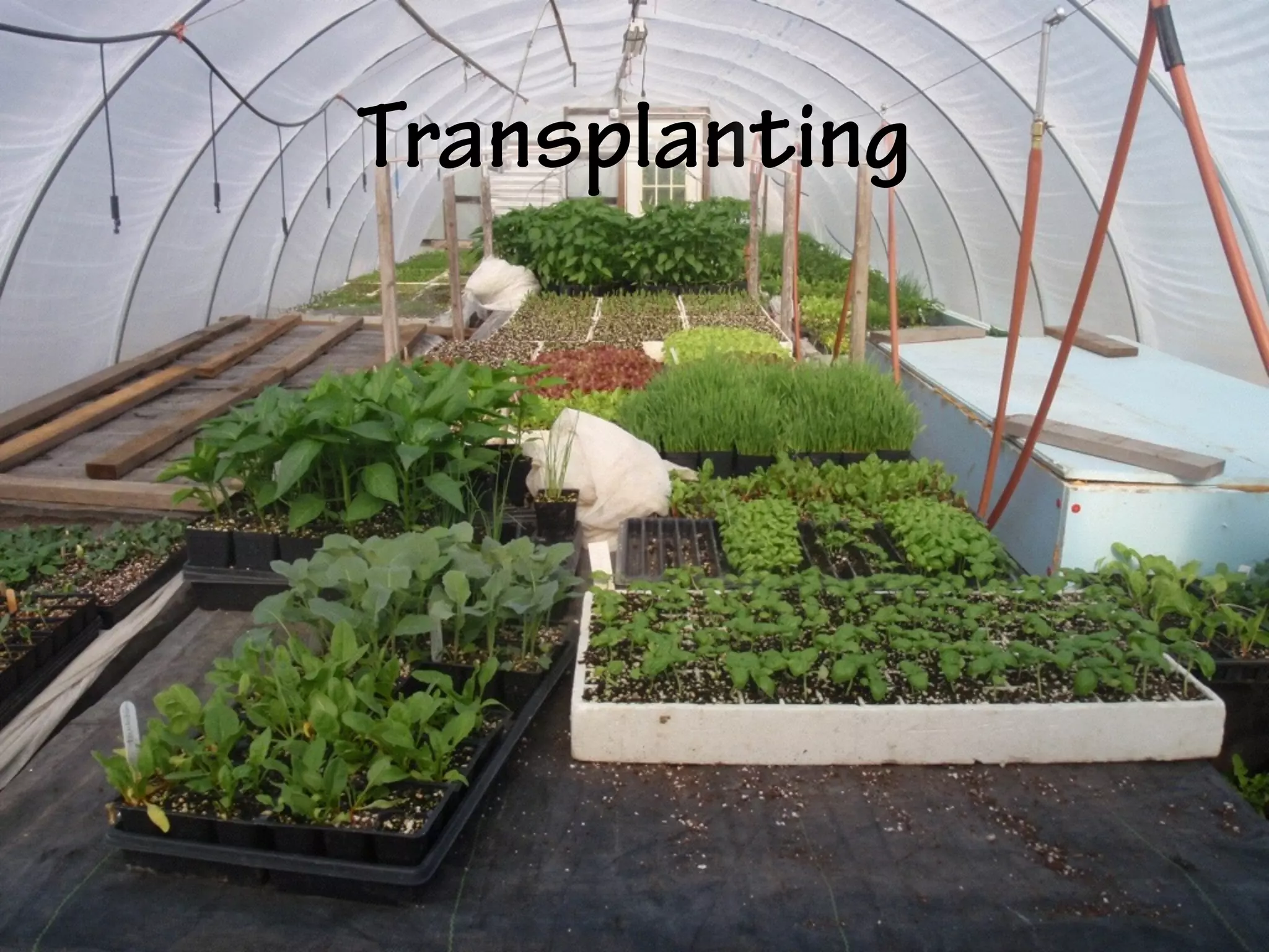 Transplanting
 