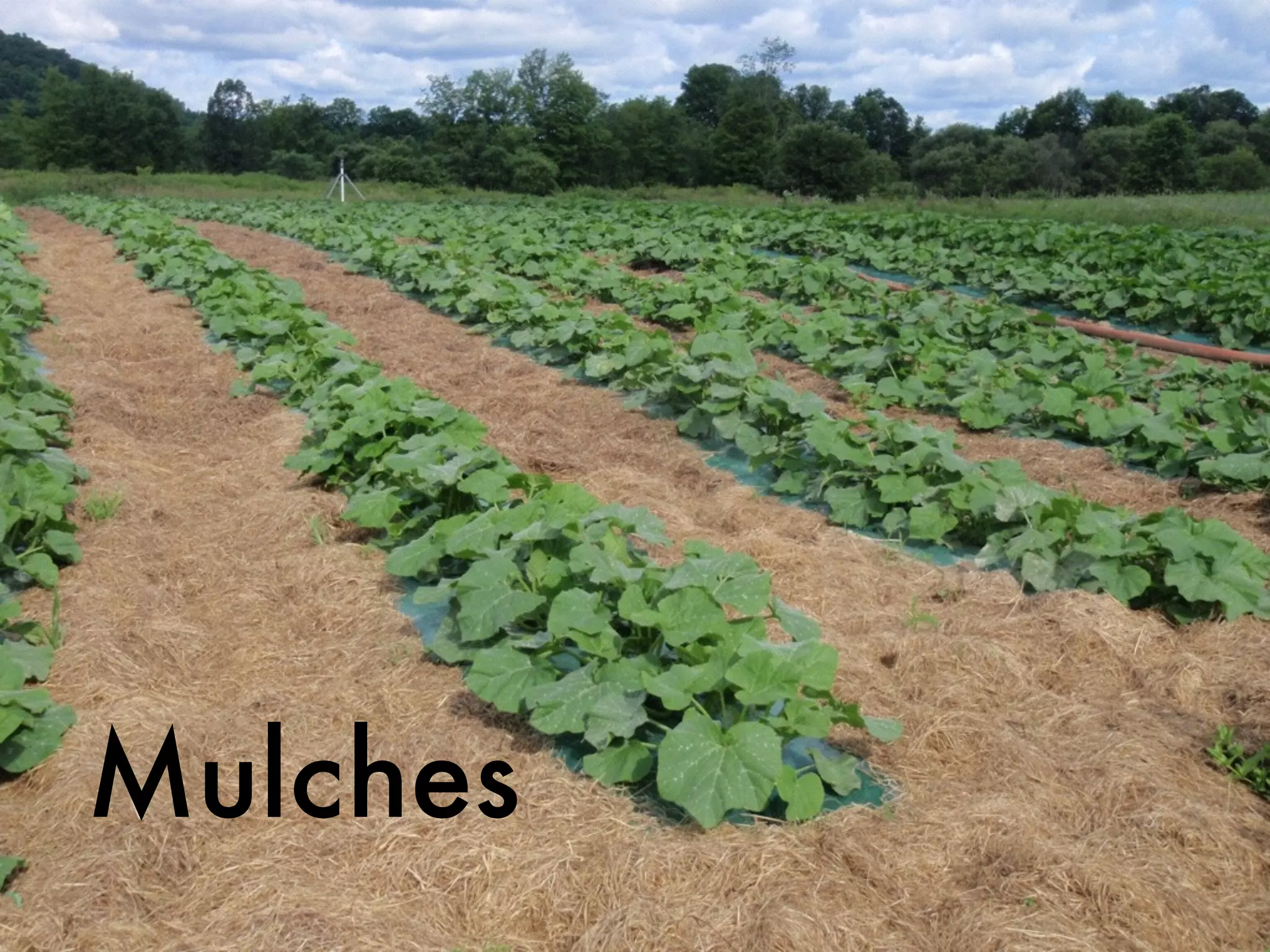Mulches
 