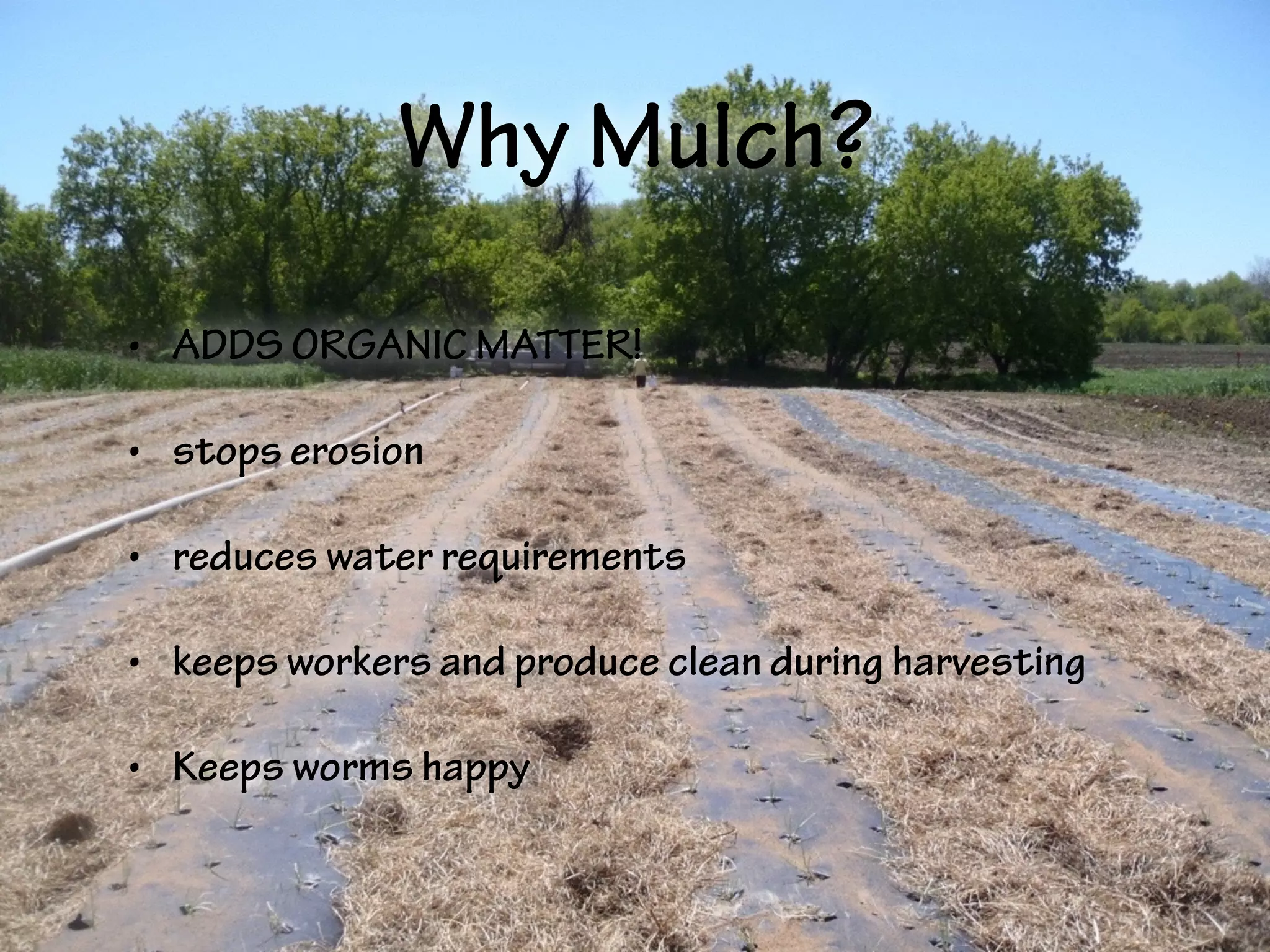 Why Mulch?
• ADDS ORGANIC MATTER!
• stops erosion
• reduces water requirements
• keeps workers and produce clean during harvesting
• Keeps worms happy
 