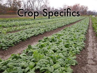 Crop Speciﬁcs
 
