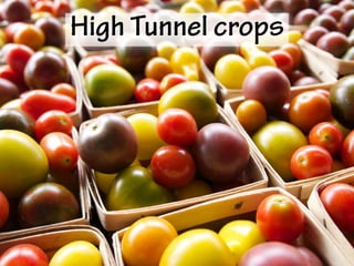 High Tunnel crops
 