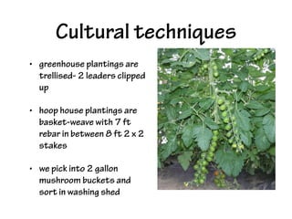 Cultural techniques
• greenhouse plantings are
trellised- 2 leaders clipped
up
• hoop house plantings are
basket-weave with 7 ft
rebar in between 8 ft 2 x 2
stakes
• we pick into 2 gallon
mushroom buckets and
sort in washing shed
 