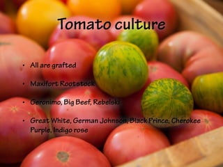 Tomato culture
• All are grafted
• Maxifort Rootstock
• Geronimo, Big Beef, Rebelski
• Great White, German Johnson, Black Prince, Cherokee
Purple, Indigo rose
 