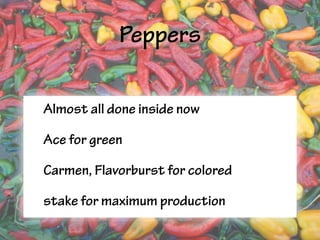 Peppers
• Almost all done inside now
• Ace for green
• Carmen, Flavorburst for colored
• stake for maximum production
 