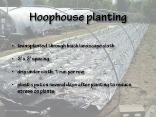 Hoophouse planting
• transplanted through black landscape cloth
• 2’ x 2’ spacing
• drip under cloth, 1 run per row
• plastic put on several days after planting to reduce
stress on plants
 