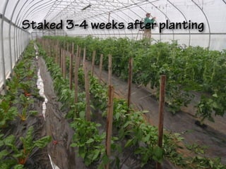 Staked 3-4 weeks after planting
 