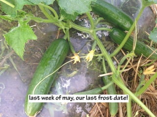 last week of may, our last frost date!
 