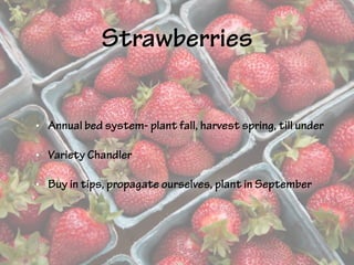 Strawberries
• Annual bed system- plant fall, harvest spring, till under
• Variety Chandler
• Buy in tips, propagate ourselves, plant in September
 