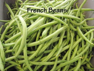 French Beans
 