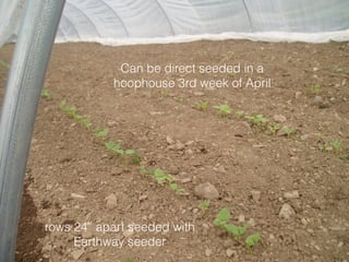 Can be direct seeded in a
hoophouse 3rd week of April
rows 24” apart seeded with
Earthway seeder
 