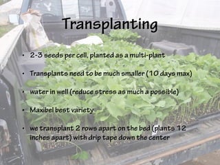 Transplanting
• 2-3 seeds per cell, planted as a multi-plant
• Transplants need to be much smaller (10 days max)
• water in well (reduce stress as much a possible)
• Maxibel best variety
• we transplant 2 rows apart on the bed (plants 12
inches apart) with drip tape down the center
 