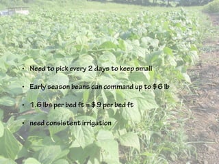 • Need to pick every 2 days to keep small
• Early season beans can command up to $6 lb
• 1.6 lbs per bed ft = $9 per bed ft
• need consistent irrigation
 