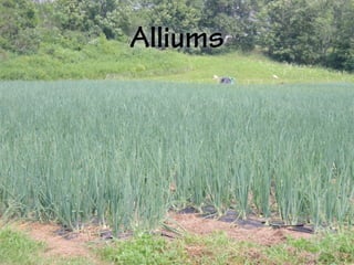 Alliums
 