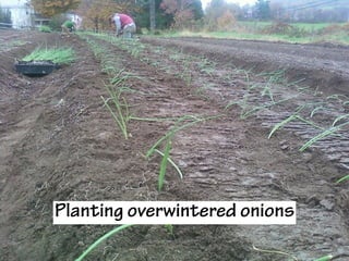 Planting overwintered onions
 