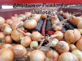 Ambition or Picador for
shallots
 