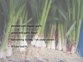• planted with regular garlic
• great mild garlic flavor
• harvesting by May 1st under covers
• $9 per bed ft.
 