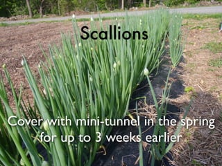 Cover with mini-tunnel in the spring
for up to 3 weeks earlier
Scallions
 