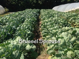Brussel Sprouts
 