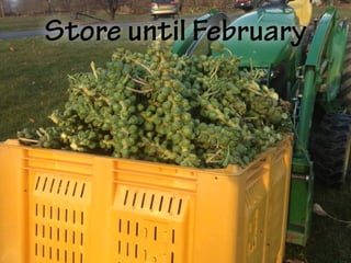 Store until February
 