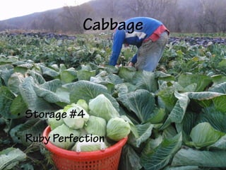 Cabbage
• Storage #4
• Ruby Perfection
 