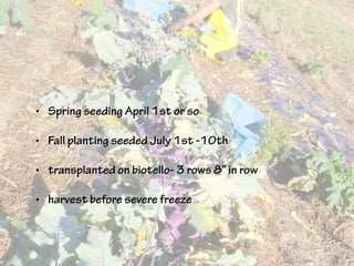 • Spring seeding April 1st or so
• Fall planting seeded July 1st -10th
• transplanted on biotello- 3 rows 8” in row
• harvest before severe freeze
 