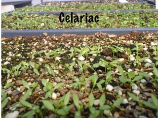Celariac
 