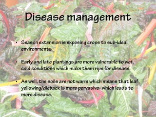 Disease management
• Season extension is exposing crops to sub-ideal
environments
• Early and late plantings are more vulnerable to wet,
cold conditions which make them ripe for disease.
• As well, the soils are not warm which means that leaf
yellowing/dieback is more pervasive- which leads to
more disease.
 