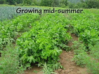 Growing mid-summer
 