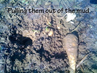 Pulling them out of the mud
 