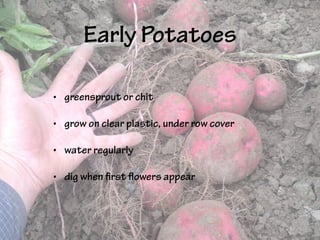 Early Potatoes
• greensprout or chit
• grow on clear plastic, under row cover
• water regularly
• dig when first flowers appear
 