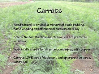 Carrots
• Weed control is critical, a mixture of stale bedding,
flame weeding and mechanical cultivation is key
• Bolero, Nelson, Rainbow and Yellow Sun are preferred
varieties
• Watch fall carrots for alternaria and spray with copper
• Carrots LOVE loose friable soil, bed up or grow on loose,
sandy soil.
 