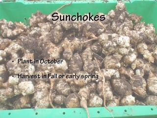 Sunchokes
• Plant in October
• Harvest in Fall or early spring
 