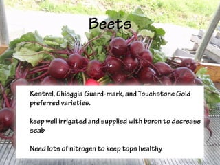 Beets
• Kestrel, Chioggia Guard-mark, and Touchstone Gold
preferred varieties.
• keep well irrigated and supplied with boron to decrease
scab
• Need lots of nitrogen to keep tops healthy
 