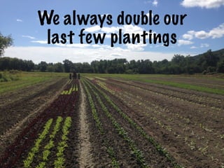 We always double our
last few plantings
 