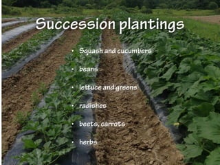Succession plantings
• Squash and cucumbers
• beans
• lettuce and greens
• radishes
• beets, carrots
• herbs
 