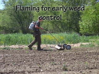 Flaming for early weed
control
 