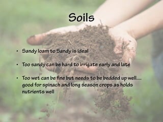 Soils
• Sandy loam to Sandy is ideal
• Too sandy can be hard to irrigate early and late
• Too wet can be fine but needs to be bedded up well....
good for spinach and long season crops as holds
nutrients well
 