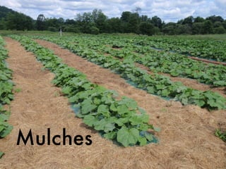 Mulches
 