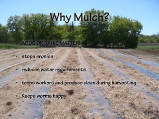 Why Mulch?
• ADDS ORGANIC MATTER!
• stops erosion
• reduces water requirements
• keeps workers and produce clean during harvesting
• Keeps worms happy
 