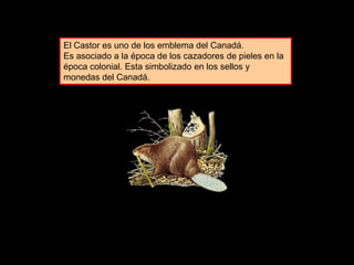 El Castor es uno de los emblema del Canadá.
Es asociado a la época de los cazadores de pieles en la
época colonial. Esta simbolizado en los sellos y
monedas del Canadá.
 