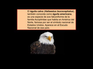 El águila calva (Haliaeetus leucocephalus),
también conocida como águila americana,
es una especie de ave falconiforme de la
familia Accipitridae que habita en América del
Norte, famosa por ser el símbolo nacional de
Estados Unidos. Aparece en el Escudo
Nacional de ese país.
 
