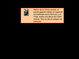 Nativo de la China central, el
panda gigante habita en regiones
montañosas como Sichuan y el
Tíbet, hasta una altura de 3.500
metros. Hoy en dia en peligro de
extinción.
 