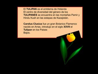 El TULIPAN es el emblema de Holanda
El centro de diversidad del género de los
TULIPANES se encuentra en las montañas Pamir y
Hindu Kush en las estepas de Kazajistán.
Carolus Clusius fue un gran Botanico Flamenco
nacido en Arras, introdujo en el siglo XXVII el
Tulipan en los Paises
Bajos.
 