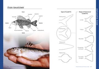 This is a field guide for fish researchers | PDF