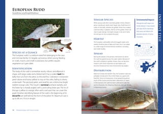 European Rudd Invasive This is a field guide for fish researchers | PDF
