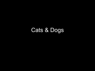 Cats & Dogs
 