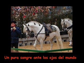 Un pura sangre ante los ojos del mundo