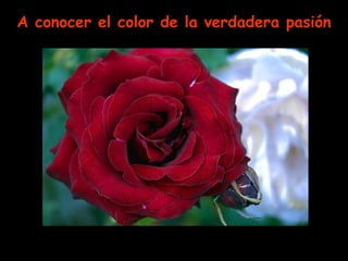 A conocer el color de la verdadera pasión
