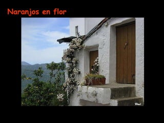 Naranjos en flor
